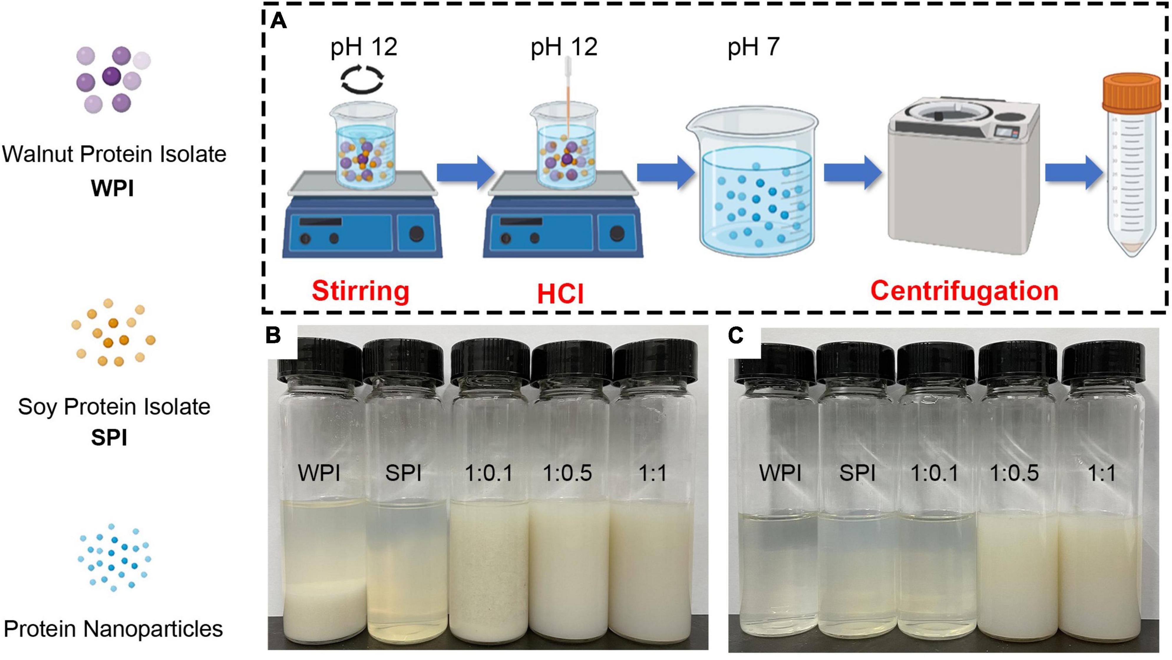 Frontiers Formation mechanism and functional properties of walnut